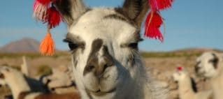 A la découverte du canyon de Colca