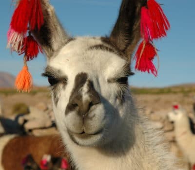 A la découverte du canyon de Colca