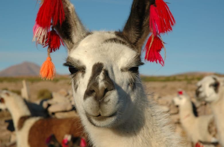 A la découverte du canyon de Colca