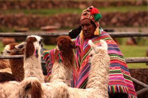Pérou Lama Homme