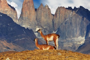 guanacos Torres del Paine