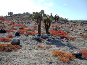 Buissons et végétation aux îles Galapagos