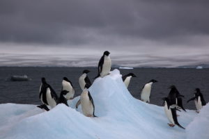 Penguins sur un iceberg