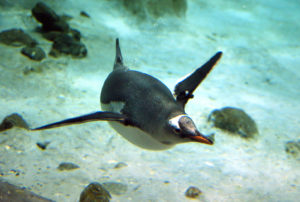 Penguins en plongée