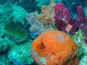 Corail du récif alacranes au Yucatán au Mexique - les réserves naturelles du Yucatán