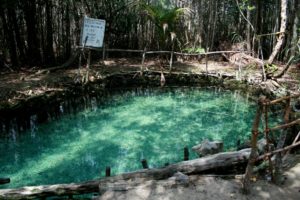 Le cénote helechos de la réserve écologique El Corchito au Yucatán au Mexique