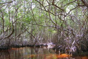 zone-mangrove-réserve-naturelle-celestun-15-jours-yucatan