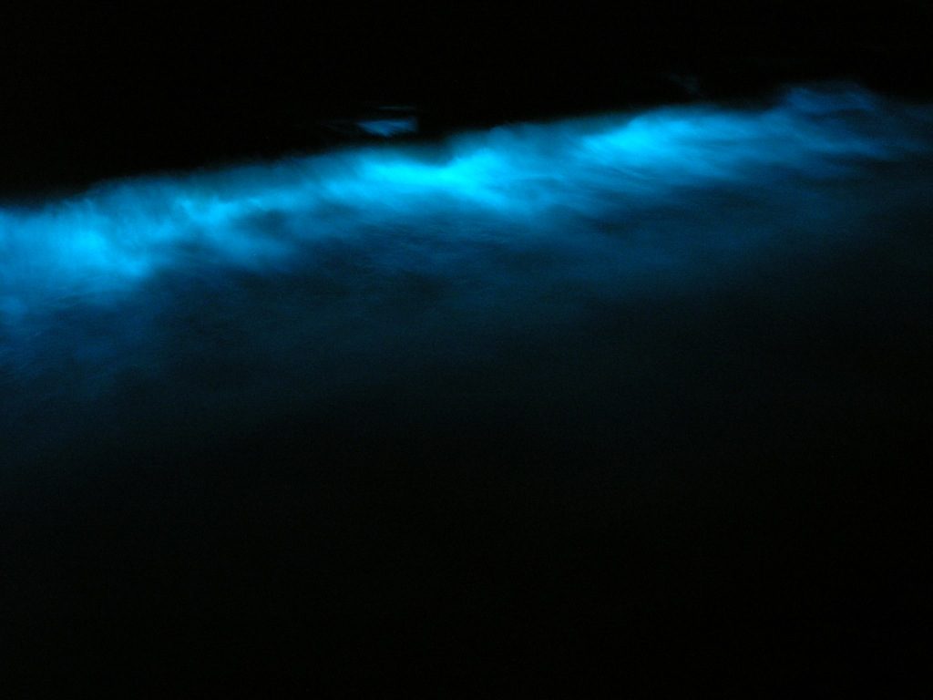 Bioluminescence à Holbox