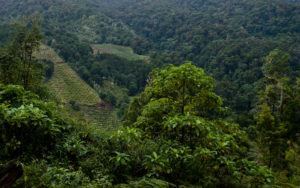 Vallée de Savegre Costa Rica