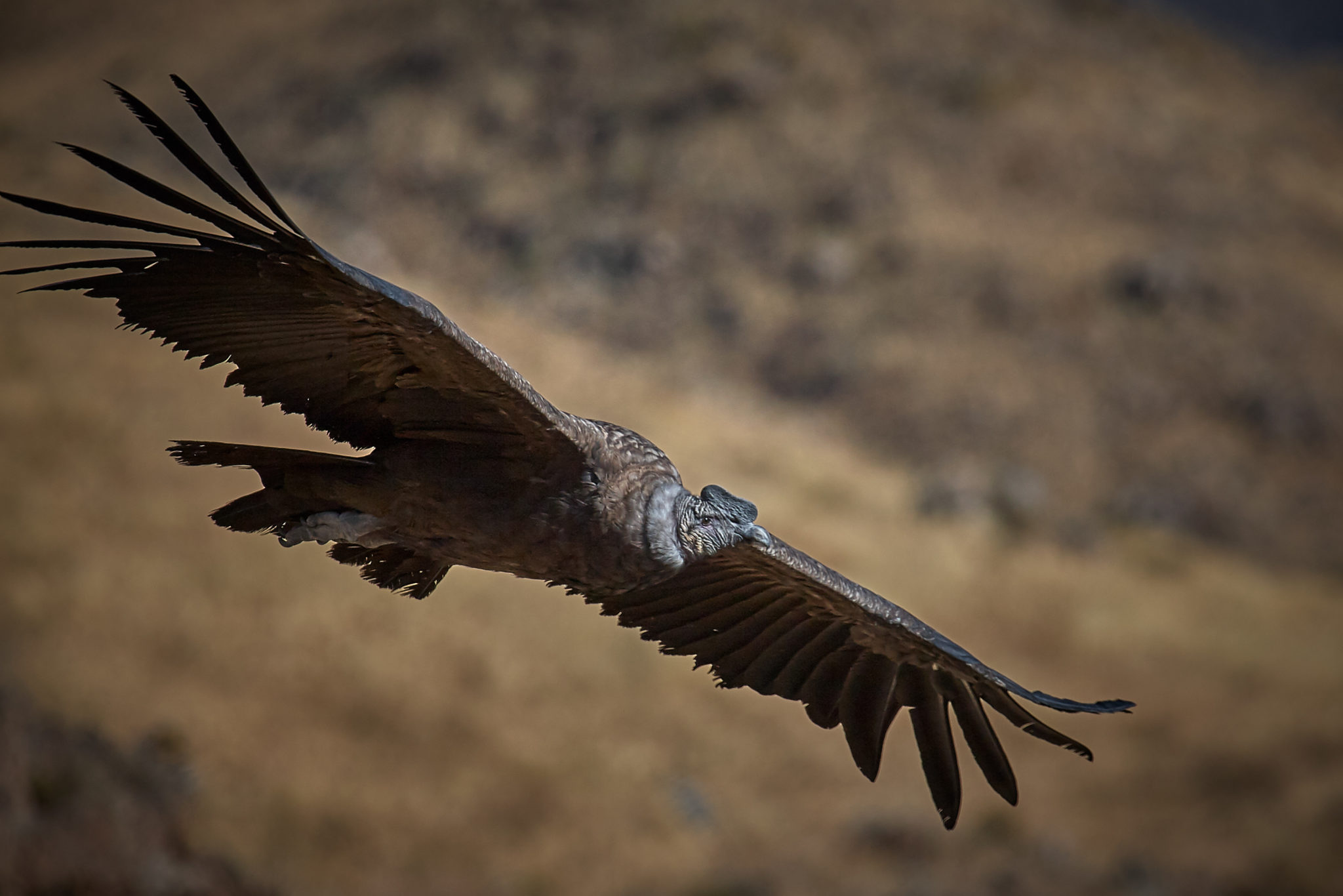 condor des andes qui vole