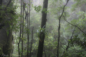 forêt brumeuse au costa rica volcan jungle