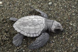 Circuit au Costa Rica : tortue marine sur le sable