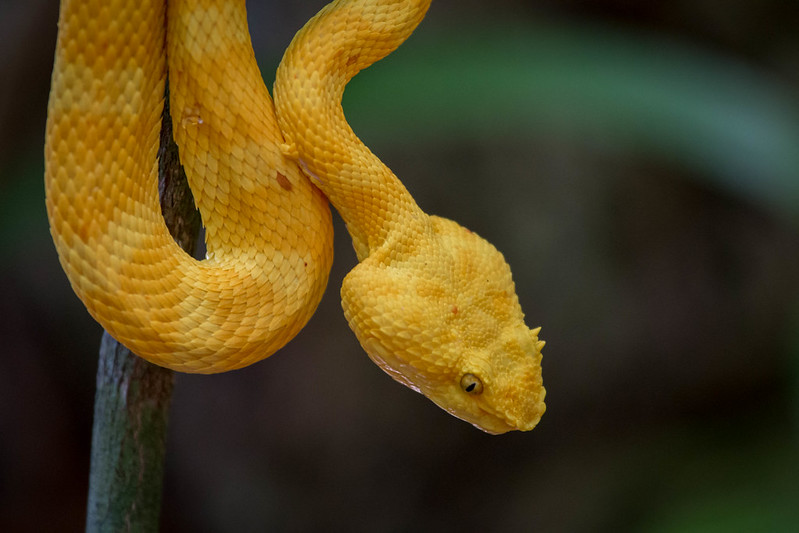Vipère jaune du Costa Rica