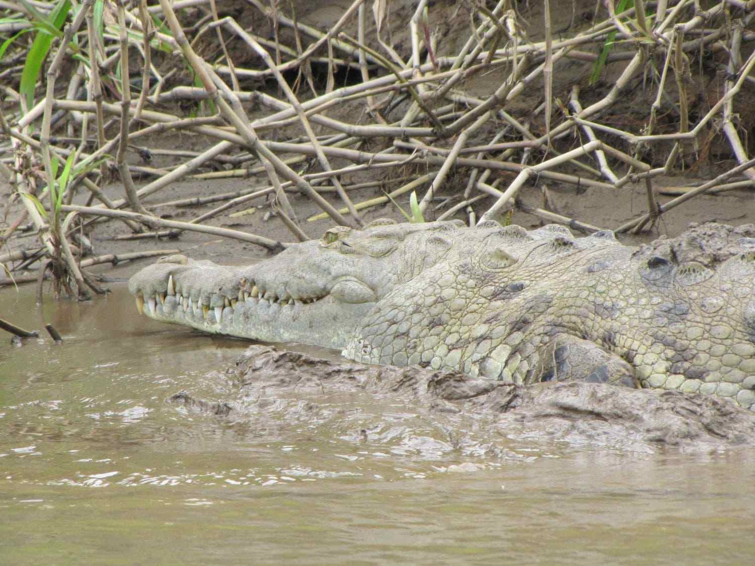 Crocodile, Tempisque