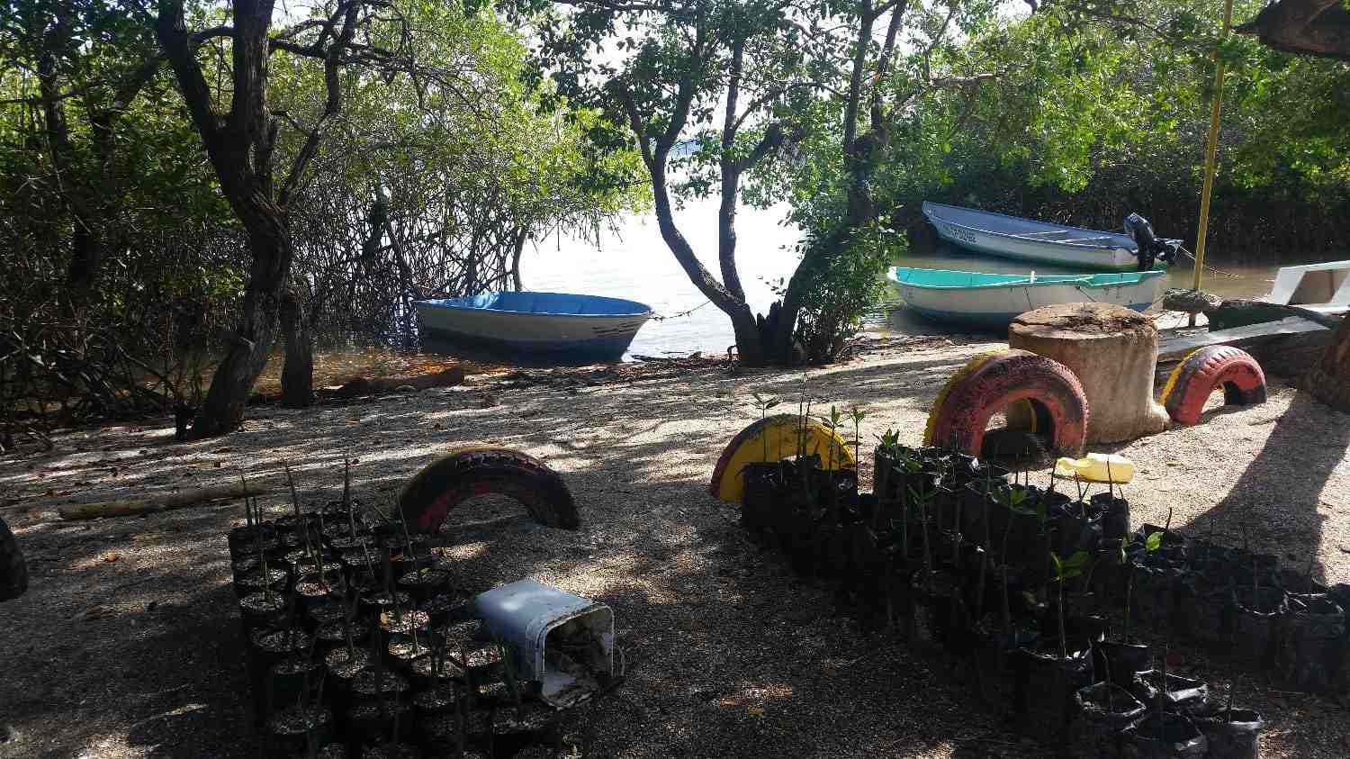 Plan de reforestation de mangrove, Île Chira