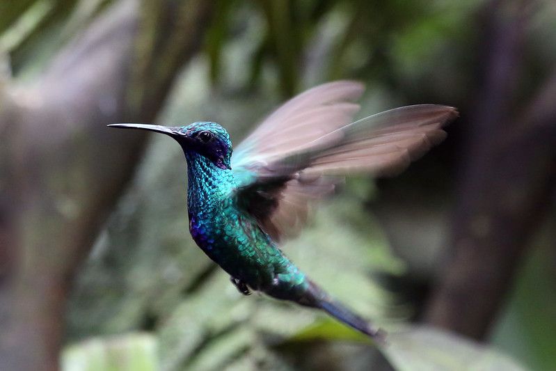 Vol d'un colibri à Mindo