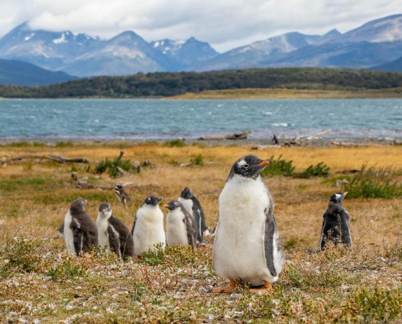 Des pingouins de l'île Martillo, en Patagonie, en Argentine