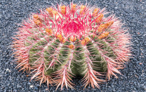 Superbe cactus rose du Jardin de Cactus de César Manrique à Lanzarote
