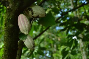 Cacao - Jardin Maleku