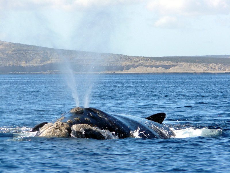 Baleine franche australe à la Péninsule Valdés