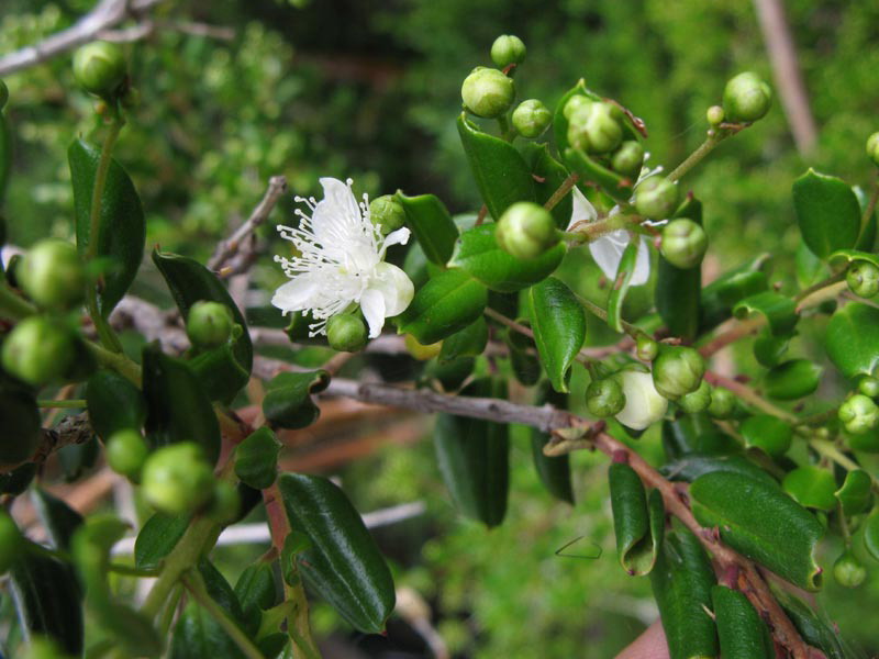 Luma apiculata, parc national Los Alerces