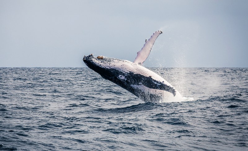 Baleine - Visiter les Açores 