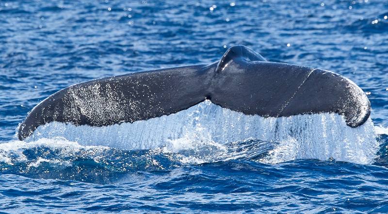 Voir les baleines au Açores - Visiter les Açores