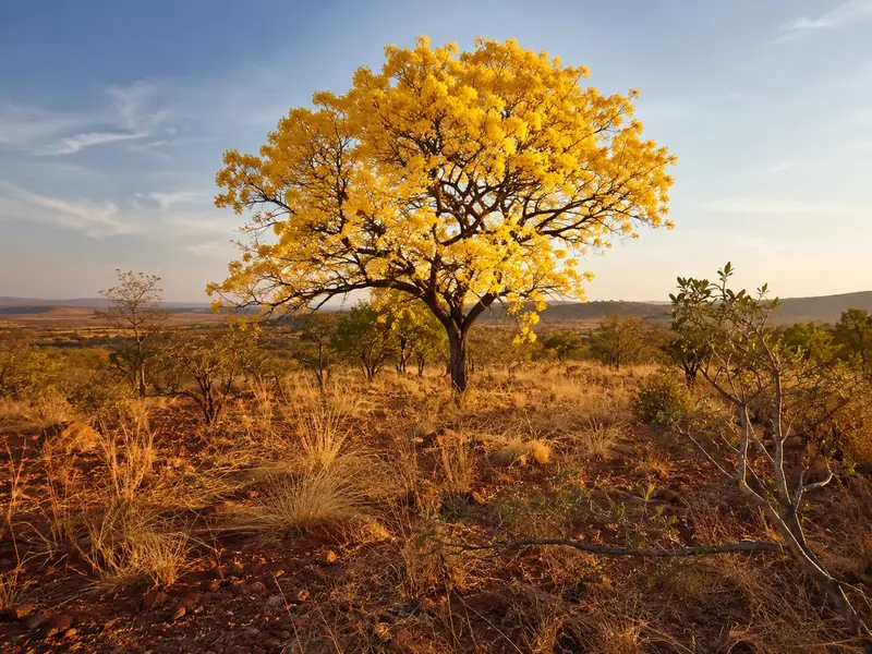 ipê jaune dans le Cerrado brésilien au printemps